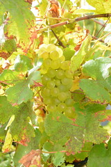 Grappes de raisin de table