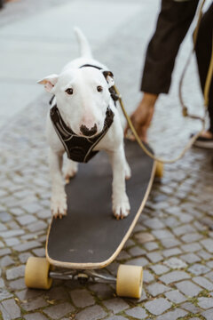 Bull Terrier dog skateboarding on sidewalk