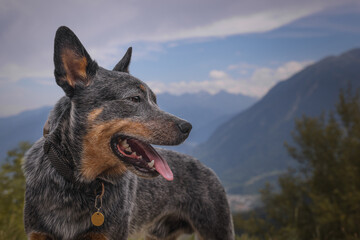 Australian Cattle Dog on the background of beautiful mountains