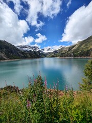 Fleurs au bord du Barrage Emosson - Alpes