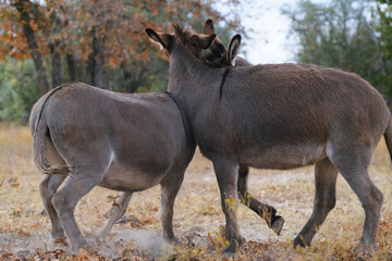Naklejka na ściany i meble Mini donkeys play in Texas winter field on farm closeup.