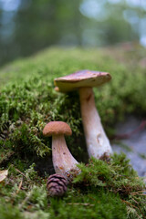 Two edible porcini mushrooms with brown hats on a green moss in a deep forest in Sweden.
