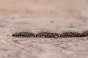 Pine processionary, Thaumetopoea pityocampa caterpillars in a line on the floor in the Springtime...