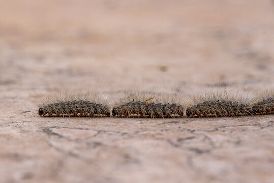 Pine processionary, Thaumetopoea pityocampa caterpillars in a line on the floor in the Springtime in Israel.
