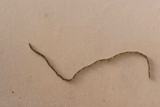 Pine processionary, Thaumetopoea pityocampa caterpillars in a line on the wall in the Springtime in Israel.

