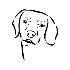 Austrian Black and Tan Hound austrian brandlbracke vector