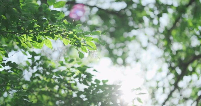 Tender green leaves in morning sun, closeup. Sun glare shine through tree foliage in wild forest. Fresh nature background. Sunlight shining through forest canopy. Blurry bokeh of leaves wind waving