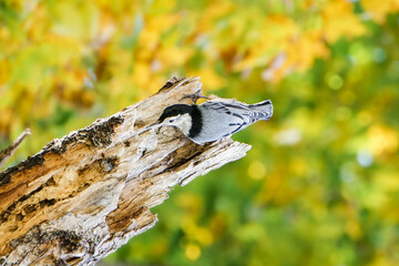 White-Breasted Nuthatch Bird Sits on Dead Maple Tree Branch