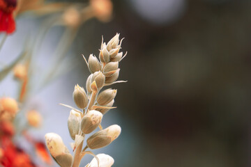 White Wildflower in Macro in Gray Nature Background