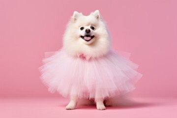 Fototapeta na wymiar Lifestyle portrait photography of a funny american eskimo dog wearing a frilly dress against a pastel pink background. With generative AI technology