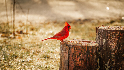 Red Male Cardinal Eats Bird Seed