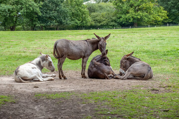 group of donkeys enjoying the summer sunshine