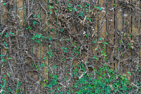 Climbing fig or Creeping fig (Ficus Pumila) the ivy plants are creeping up on concrete wall in garden. Pumila is ivy planted on wall to create natural atmosphere. Beautiful Ficus pumila texture wall.