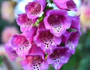 purple foxglove flower close up © Devan