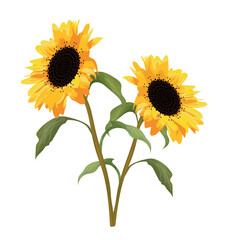 Vector flowers Sunflowers isolated on white background. Two autumn sunny flowers for design of cards, mugs, t-shirts, etc. 