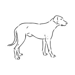 Austrian Black and Tan Hound austrian brandlbracke vector