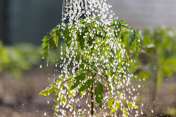 Gardening concept.Watering seedling tomato plant in greenhouse garden with red watering can. 