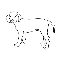 Austrian Black and Tan Hound austrian brandlbracke vector