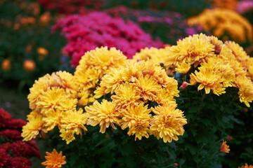 Aster flowers close up © Rejdan
