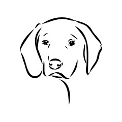 Austrian Black and Tan Hound austrian brandlbracke vector