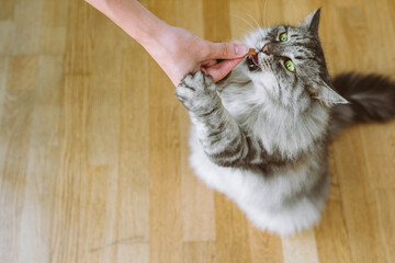 cat eats from hands cat food yummy