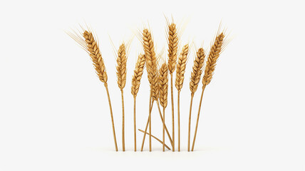 ears of golden wheat isolated on a white background.