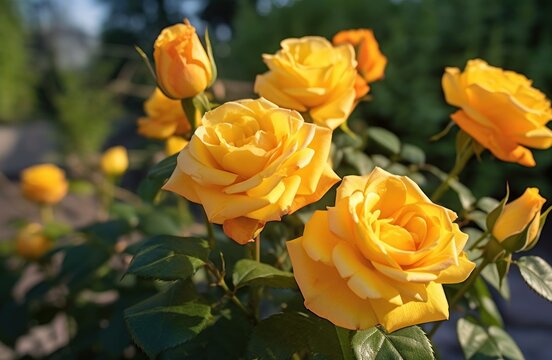 Beautiful yellow roses in the garden on a sunny summer day. Mother's day concept with a space for a text. Valentine day concept with a copy space.