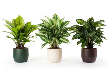 Fototapeta premium Houseplant, in a pot, on a white background. Group of indoor houseplant with botanical foliage on white background