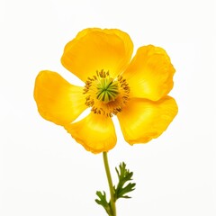 flower, yellow, nature, spring, plant, blossom, summer, flowers, bloom, beauty, garden, floral, daffodil, rose, macro, petal, flora, orange, beautiful, white, color, isolated, bright, closeup, field