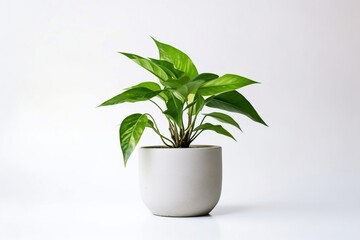 Fresh indoor houseplant with botanical foliage on white background - Powered by Adobe