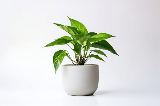 Fresh indoor houseplant with botanical foliage on white background