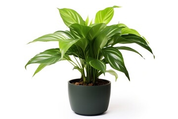 Green leafy houseplant on white background