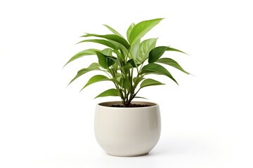 Lush green potted plant isolated on white background. - obrazy, fototapety, plakaty