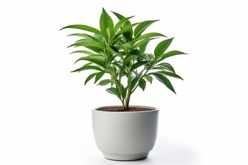 Cut out herb plant on a white background