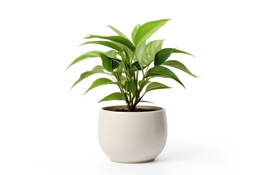 Fototapeta Lush green potted plant isolated on white background.