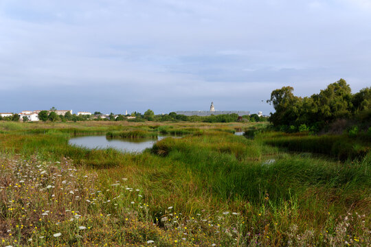 Tasdon swamp Nature Reserve in La Rochelle city