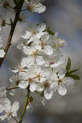 Tree branch with white cherry blossoms on a sunny spring day in rural Germany.