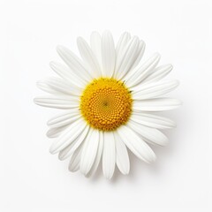Fototapeta premium Photo of Daisy Flower isolated on a white background