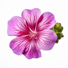 Photo of Geranium Flower isolated on a white background