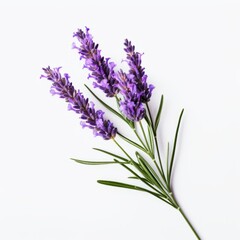 Photo of Lavender Flower isolated on a white background