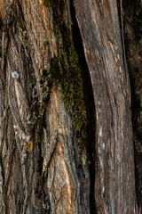 Close up of wooden striped bark 
