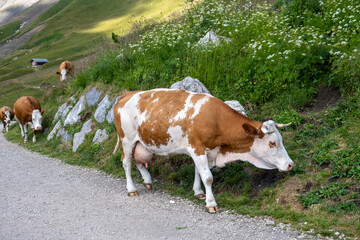 Fototapeta na wymiar Grazing cow on the Italian Dolomites