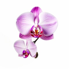 Photo of Orchid Flower isolated on a white background