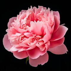Photo of Peony Flower isolated on a black background