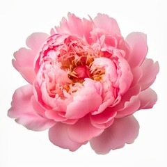 Fototapeta premium Photo of Peony Flower isolated on a white background