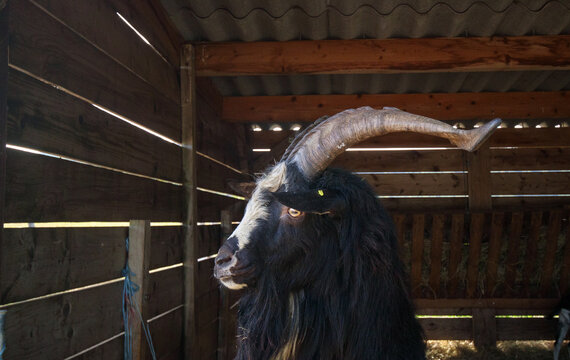 magnifique bouc aux grandes cornes