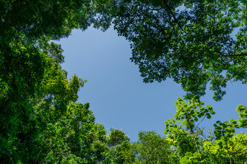 Fototapeta na wymiar Blue sky framed by foliage of tropical trees.