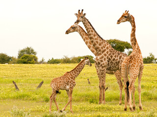 Naklejka na ściany i meble Giraffes and their baby, Etosha National Park, Namibia, Africa.
