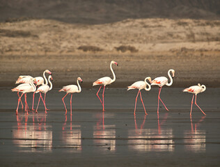 Flamingos, Luderitz, Namibia, Africa.