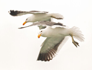 Two gulls on the seacoast at Swakopmund, Namibia, Africa.